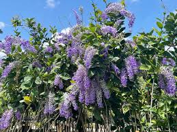 Image result for Vandellia subracemosa