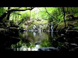 Bird Sounds Birds Singing Relaxing 8 Hours Of Nature Sounds Birds Singing Water Sound Relaxation Relax Bird Song Youtube Nature Sounds Waterfall Sounds Sound Meditation