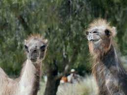 Geico hump day camel commercial happier than a camel on wednesday. Ad Of The Day It S Hump Day All Over Again In Geico S New Commercial Funny Commercials Funny Ads Hump Day Humor