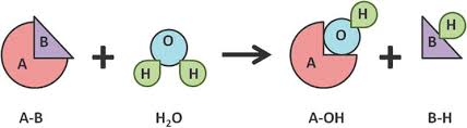 Hydrolases: The Most Diverse Class of Enzymes | IntechOpen