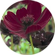 Chocolate Cosmos Chocolate Cosmos Black Flowers Plants