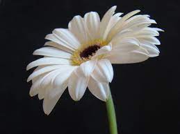 White Gerbera Daisy Wallpaper White Gerber Daisy By Juice 04 On Deviantart Gerber Daisies Gerbera Daisy Tattoo Gerbera Daisy