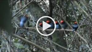 Pin By Zerdali On Gif Funny Animals Funny Animal Videos Funny Animal Pictures