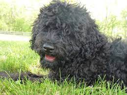 Our Barbet Puppy Solene Is 4 Months Old Water Dog Dogs Best Dogs