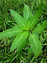 Image result for Guizotia