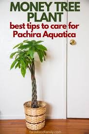 Money Tree Plant Pachira Aquatica Meaning Growing And Care Guide In 2020 Money Tree Plant Trees To Plant Money Trees