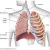 We hope this picture organs of thorax region diagram can help you study and research. 1