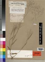 Image result for Panicum heterostachyum
