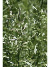 Image result for Eragrostis inamoena