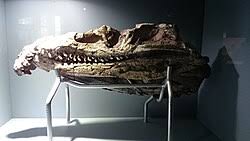 Image result for Proterosuchus