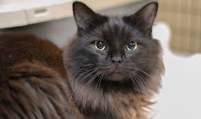 Kittens cat cute cutest adorable ever cats fluffy baby breeds munchkin meowing pretty kk gate climate. Canceled Fill A Truck Safe Haven For Cats
