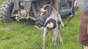 Female Bluetick Coonhound Weight Chart Find Out How Big Your
