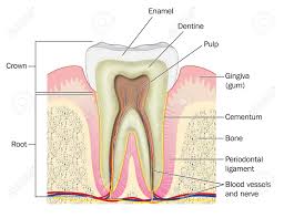 Subscribe to our free newsletters to receive latest health news and alerts to your email inbox. Cross Section Through A Molar Tooth Showing The Crown And Root Plus The Gum Bone Blood Vessels And Nerves Stock Photo Picture And Royalty Free Image Image 70263895