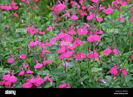 Image result for Sebaea microphylla