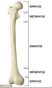 En tant qu'ambulancier, il vous faudra analyser la gravité de la situation. Les Os Le Corps Humain