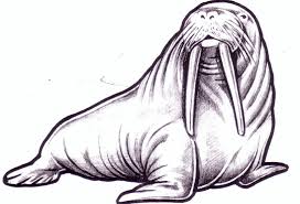 Free Printable Walrus Illustration Cartoon Sea Animals Sea Animals Drawings Animal Drawings
