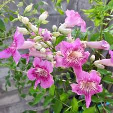 Image result for Podranea