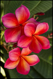 Pin On Mooi Blomme Kuns