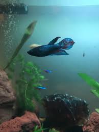 Peruse this gallery of male and female betta fish pictures to see plenty of beautiful bettas. Did Our Veiltail Female Grow Up To Be A Spadetail Bettafish