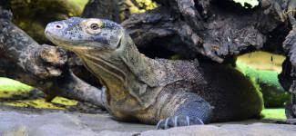 A gondozók délután 2 körül szokták elhelyezni náluk az ennivalót, amire, ha nem is azonnal, de egy kis idő elteltével elő szoktak merészkedni. Fajlista Allatkert Budapest Sziveben