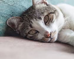 Regardless of the cause of his inappetence, cats can suffer. Common Cat Illnesses Causes Symptoms Flat Rock Vet Western Carolina Regional Animal Hospital Veterinary Emergency Hospital