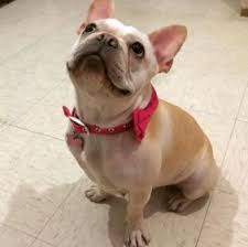We currently have show/breeder quality akc regiatered french bulldog puppies available! 5 Best French Bulldog Breeders In Texas 2021 Smiling Bulldogs