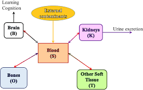 A Pharmacokinetic Model Of Lead Absorption And Calcium Competitive Dynamics Scientific Reports