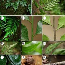 Image result for Asplenium holstii