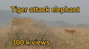 Tigers Are Fearsome Hunters, but ...