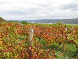 Looking Down Keuka Lake Through The Historic Vineyards Of Dr Konstantin Frank In Fall Of 2014 Keuka Lake Vineyard Lake