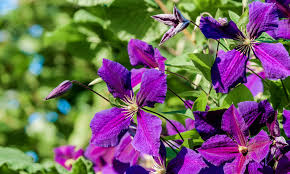 Clematis is called queen of the vines. Nigel Colborn Says Plant Clematis With Roses For Summer Colour Daily Mail Online