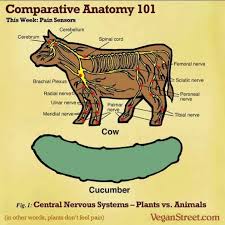 Nervous System Of A Cow Vs Cucumber Plants Have Feelings Sciatic Nerve Animals