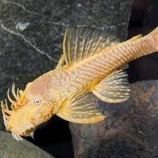 Freshwater Fish Fish World Aquarium