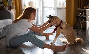 We did not find results for: 10 Training Tips For Your New Dog Pedigree