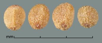 Image result for Cuscuta planiflora