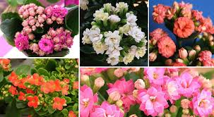 Kalanchoe Blossfeldiana Care Reblooming The Succulent Eclectic
