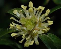 Image result for Buxaceae