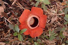 Top 10 Strangest And Most Amazing Flowers In The World Topteny Com