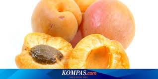Terlalu banyak makan ekstrak biji aprikot bisa keracunan sianida. Makan Biji Aprikot Untuk Lawan Kanker Pria Ini Keracunan Sianida