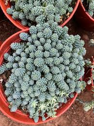 Image result for Sedum