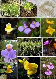 Image result for Utricularia simulans