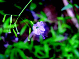 Image result for Commicarpus