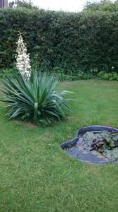 Teich Vorher Palme Bluht Garten Palmen Teich