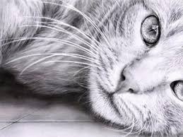 .because drawing animals is fun. 50 Easy Pencil Drawings Of Animals That Look So Realistic