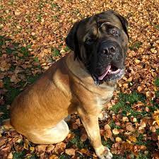Mastiff Borrowmydoggy Leaving Pawprints Of Happiness