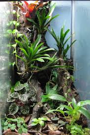 20h Vertical Vivarium Journal Dendroboard Gecko Vivarium Frog Terrarium Vivarium
