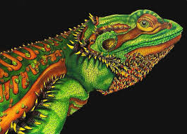 Nowadays, there are a lot of websites about the dragon coloring pages for kids and also for adult. Bearded Dragon Intericit Coloring Pages Sducartelca