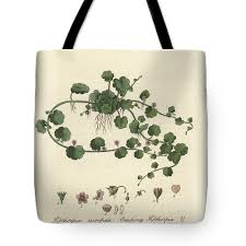 Image result for Sibthorpia