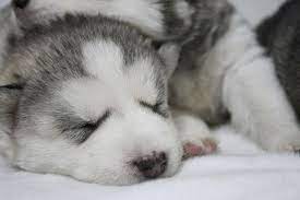 刚出生不到1个月的小哈狗狗 sleeping dogs sleeping puppies animals
