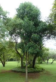 Image result for Ptaeroxylaceae